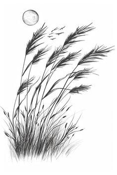 black and white photograph of tall grass with moon in background