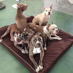 five dogs are sitting on a blanket in the room