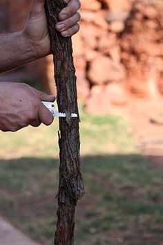 two hands holding an object near a tree