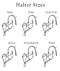 four different types of horse bridles are shown in the diagram, which shows how to