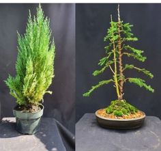 two pictures of a small pine tree in a pot