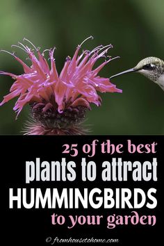 a hummingbird feeding from a pink flower with the words 25 of the best plants to attract hummingbirds to your garden