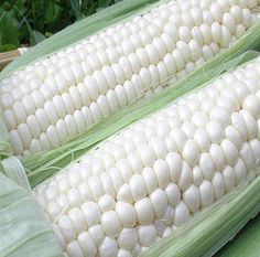 two corn cobs sitting next to each other on top of green leaves and grass