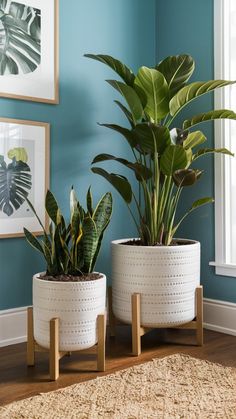 two potted plants sitting next to each other on top of a wooden table in front of a blue wall