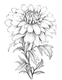 Chrysanthemum Flower Drawing, Flower Tattoo Drawings, Coloring Page For Adults, Detailed Coloring Pages, Floral Tattoo Design, White Drawing, Flower Sketches