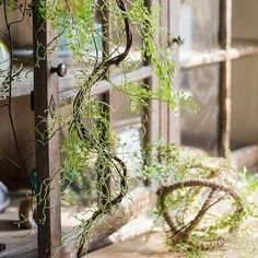 an old window with vines growing out of it