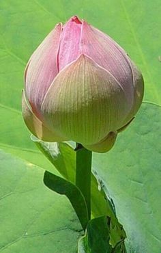 a pink flower sitting on top of a green leaf