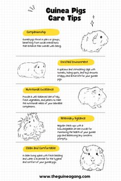 the guinea pig's care tips info sheet