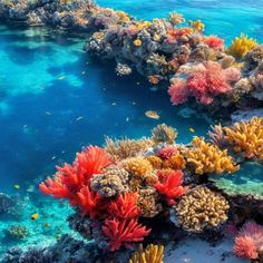 colorful corals and other marine life on the ocean's bottom reef, with blue water in the background