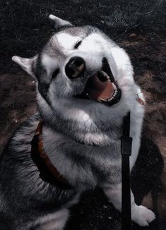 a husky dog with its mouth open and tongue out sitting on the ground next to a leash