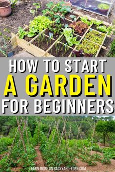 how to start a garden for beginners with pictures and text overlay that reads, how to start a garden for beginners