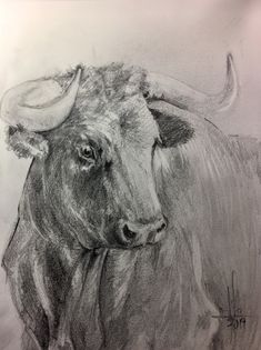 a pencil drawing of a bull with horns on it's head, looking straight ahead