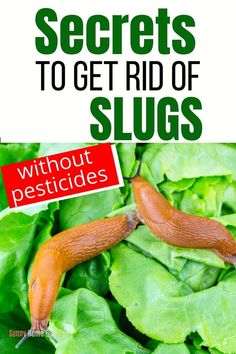 the words secrets to get rid of slugs without pesticides on top of lettuce