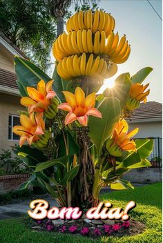 a bunch of bananas hanging from the top of a tree in front of a house