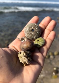 a hand holding three sea urchins in front of the ocean and rocks on the beach