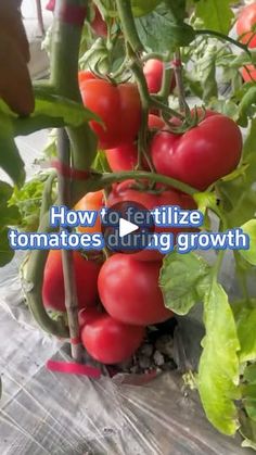 tomatoes growing in a greenhouse with the words how to fertiize tomatoes during growth