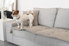 a small dog standing on the back of a couch