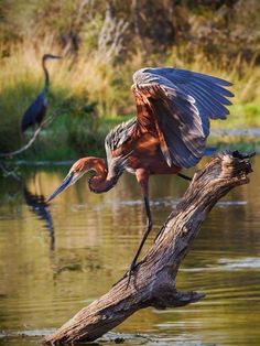 a large bird standing on top of a tree branch in the middle of a body of water