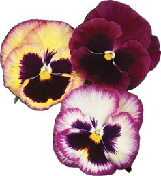 three purple and yellow pansies on a white background