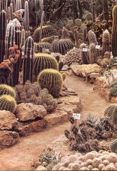 many cacti and other plants in a desert like area with rocks, grass, and dirt