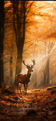 a deer standing in the middle of a forest