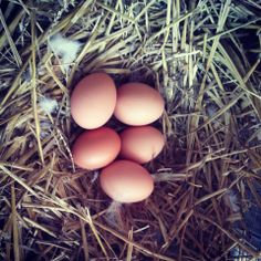 four eggs sitting in the middle of hay