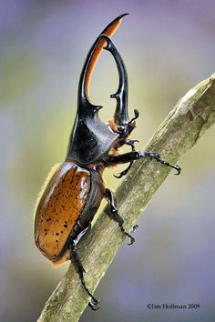 a black and orange beetle sitting on top of a tree branch