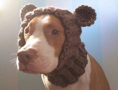 a brown and white dog wearing a knitted bear hat on top of it's head