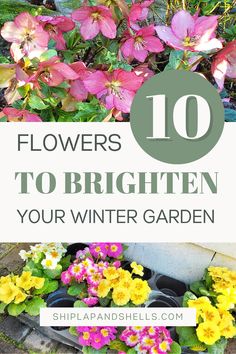 colorful flowers with text overlay that reads 10 flowers to brighten your winter garden