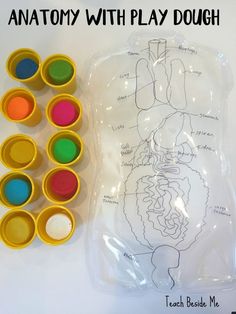 an image of anatomy with play dough