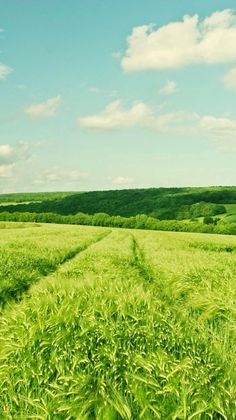 a green field with tracks in the grass