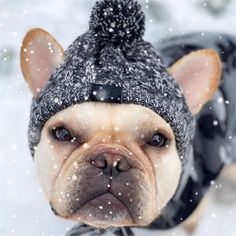 a small dog wearing a hat and scarf in the snow with it's eyes open