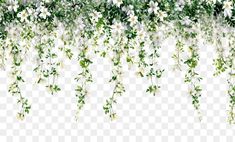 some white flowers and green leaves on a transparent background, hd png downloading