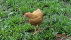 a brown chicken standing on top of a lush green field