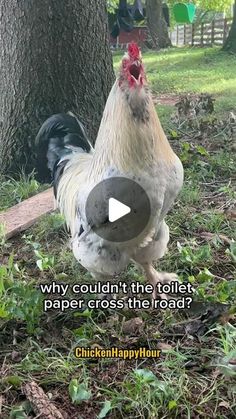 a chicken standing in the grass next to a tree with a caption that reads, why couldn't the toilet paper cross the road?