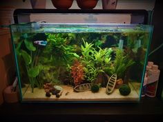 a fish tank filled with plants and rocks