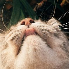 a close up of a cat's face with its eyes closed