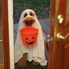 a dog dressed up as a ghost with a trick in its mouth and holding a bucket