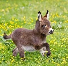 a small brown and white donkey standing on top of a lush green field filled with yellow flowers