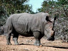 a rhino standing on top of a dirt field next to trees and bushes with one animal looking at the camera