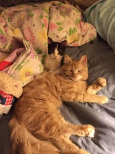 two cats laying on top of a bed next to pillows and blankets, one is sleeping