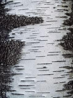 the bark of a birch tree is covered in white and black ligte paint