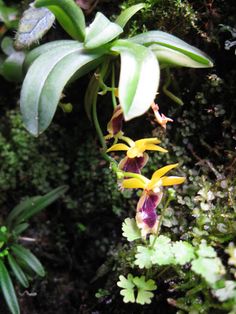 some yellow and purple flowers hanging from the side of a tree