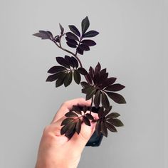 a hand holding a plant with dark green leaves on it, against a gray background