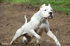 a white dog running across a dirt field