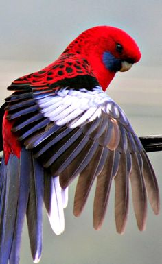 a red and white bird sitting on top of a wire