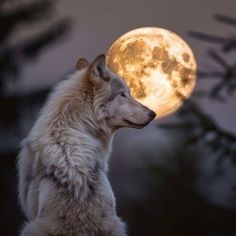 a white wolf standing in front of the moon with its head turned to the side