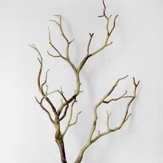 a small tree with no leaves is shown in front of a white wall and the branches are bare