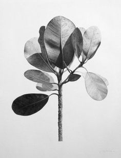 Black And White Botanical Photography, Botanical Study, Karl Blossfeldt, Botanical Photography, Paper Photography, Natural Form Art, Pencil Shading, Earth Nature, Leaf Drawing