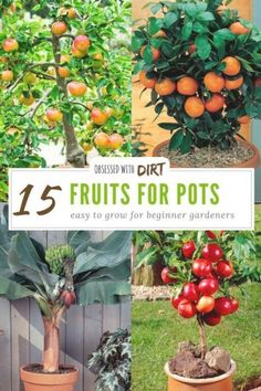 an image of fruits for pots with text overlay that reads 15 diy fruit trees